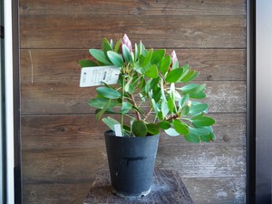 【現物】プロテア ”リトルプリンス” A