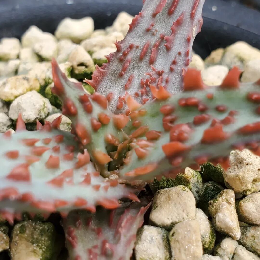 F00574_Aloe 'Glorious Dragon'（TCT）：アロエ・グロリアスドラゴン