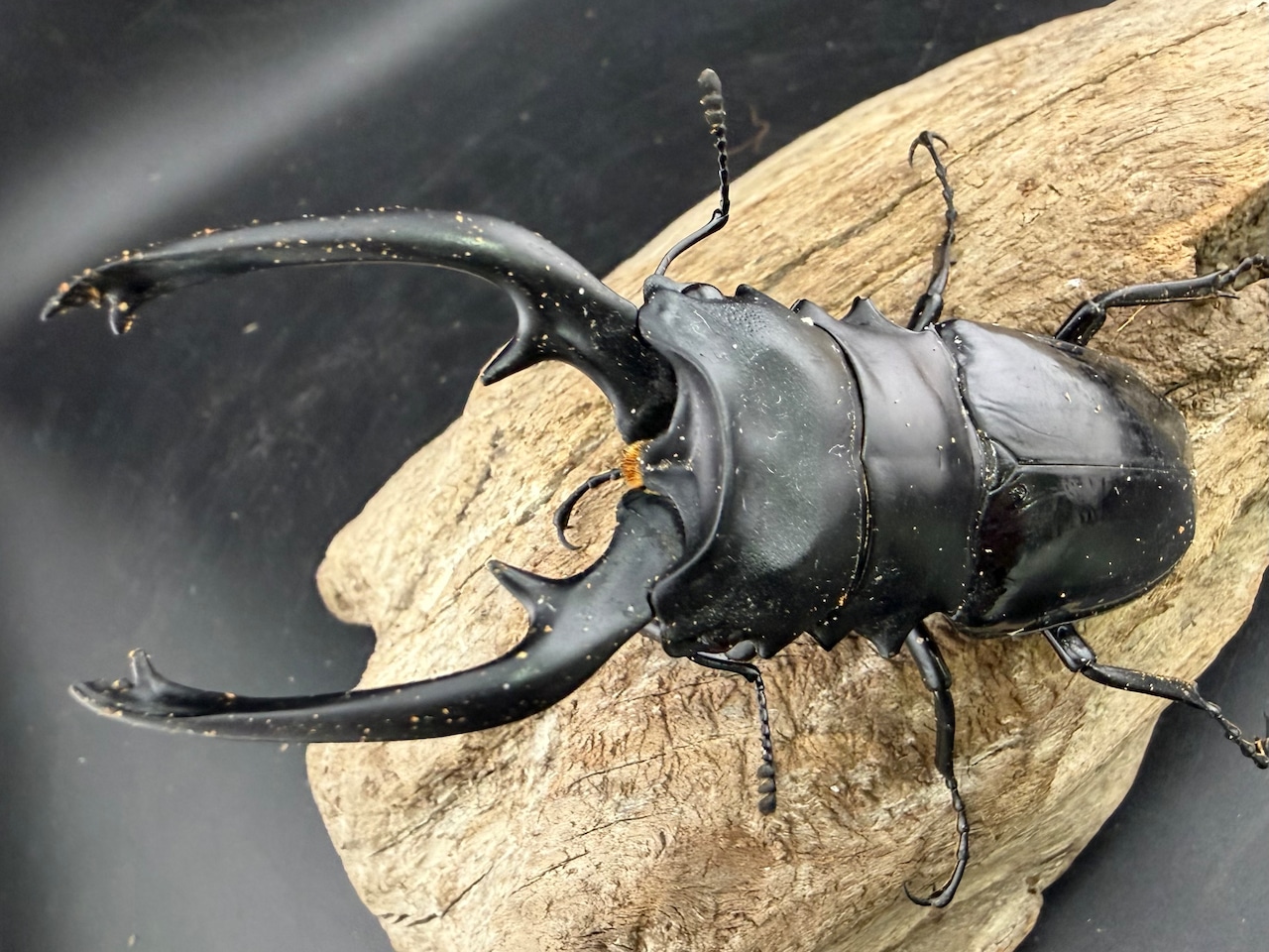 【WD】《インターメディアツヤクワガタ ガントン産 98mm ペア》