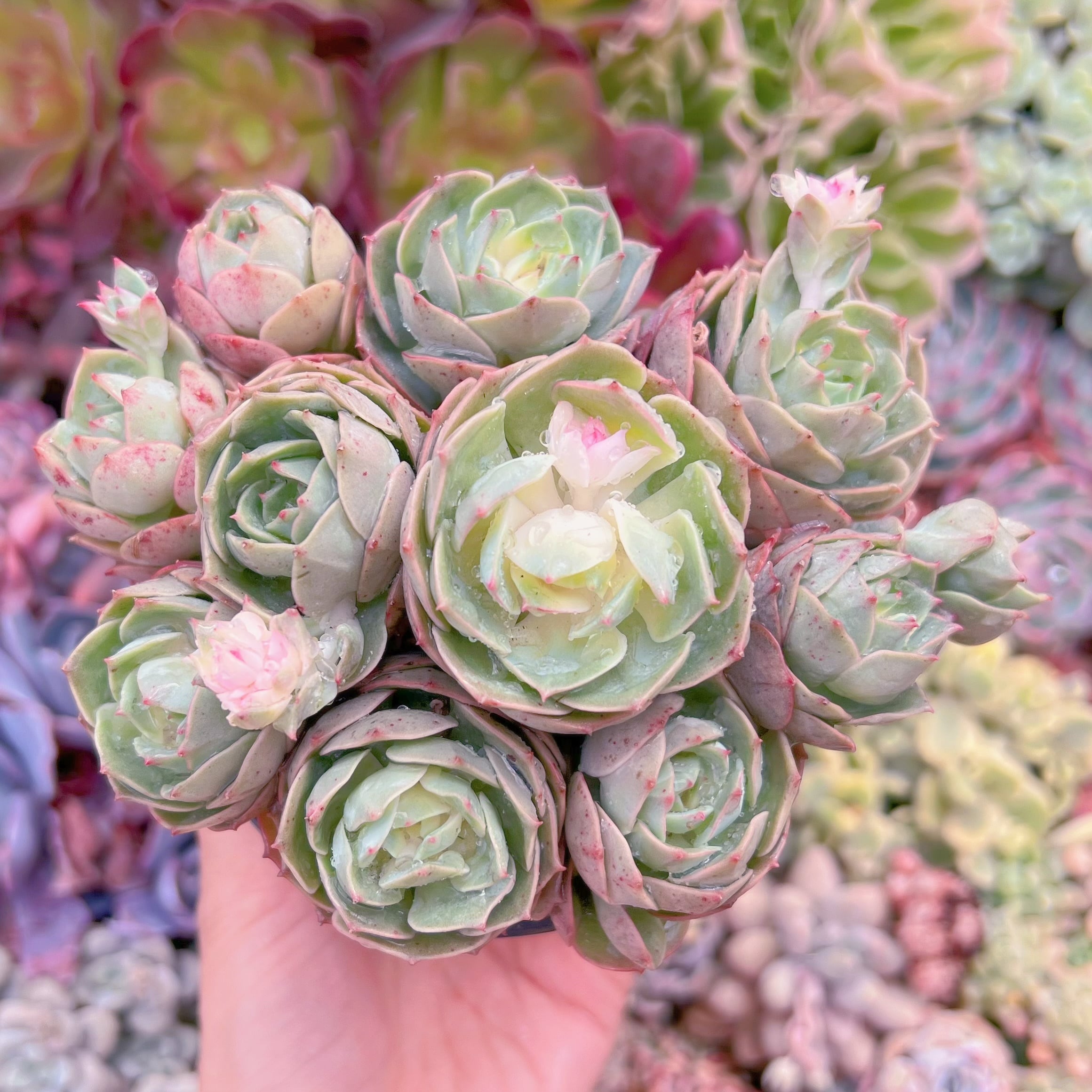 現品　イタリアローズ#1800　るる農園