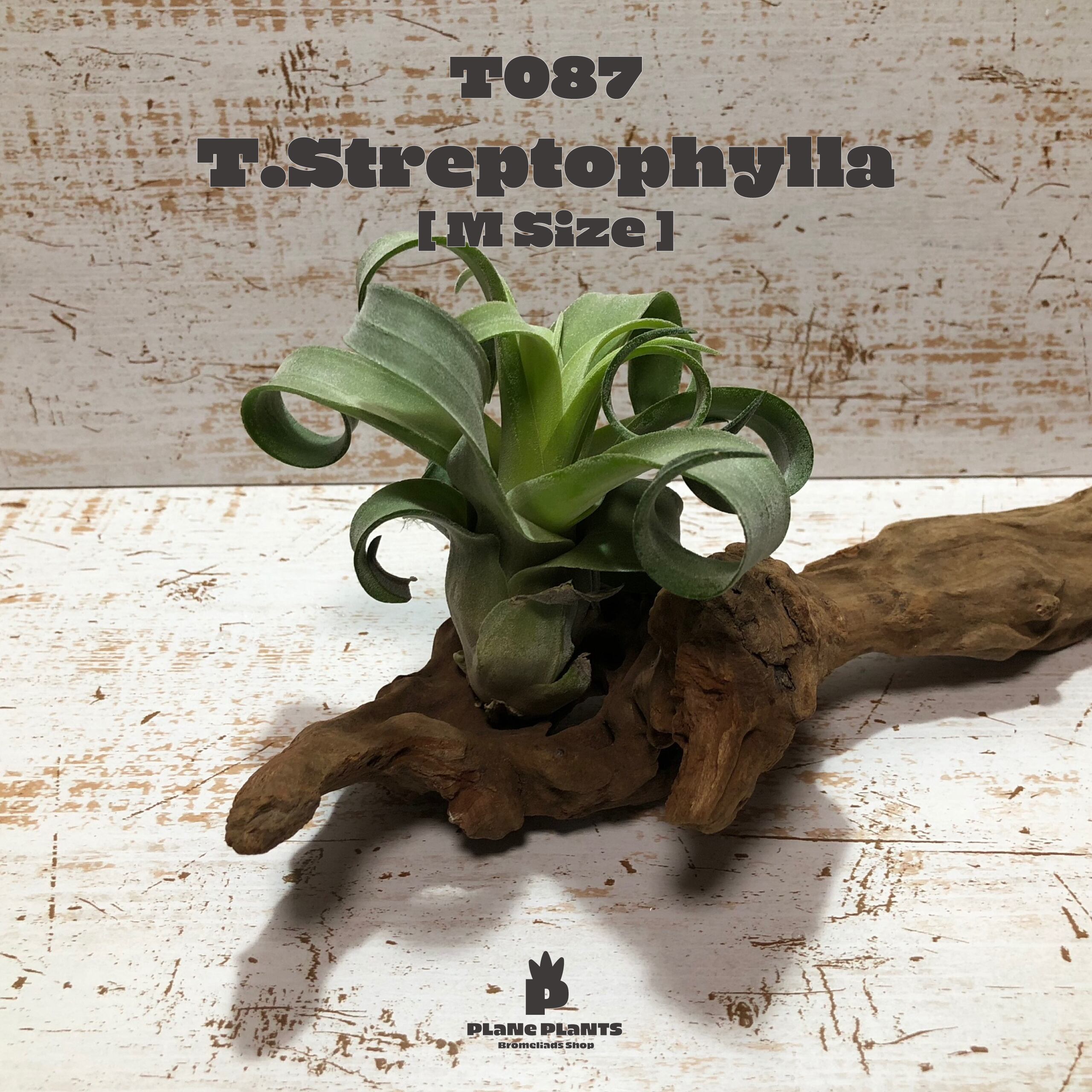【request】ストレプトフィラM〔エアプランツ〕現品発送T0087