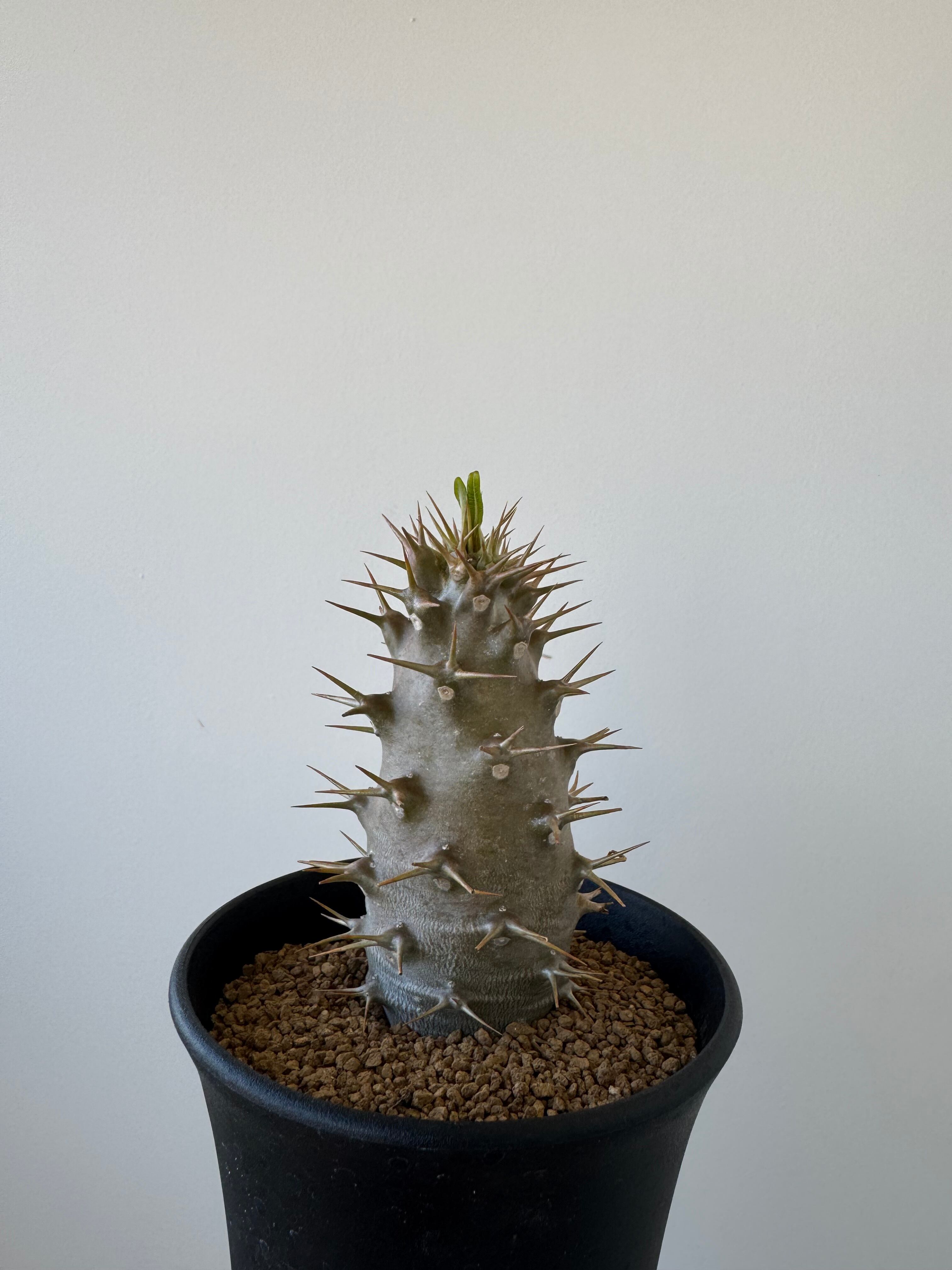 新着】Pachypodium ambongense【極太、棍棒のような激レア品種