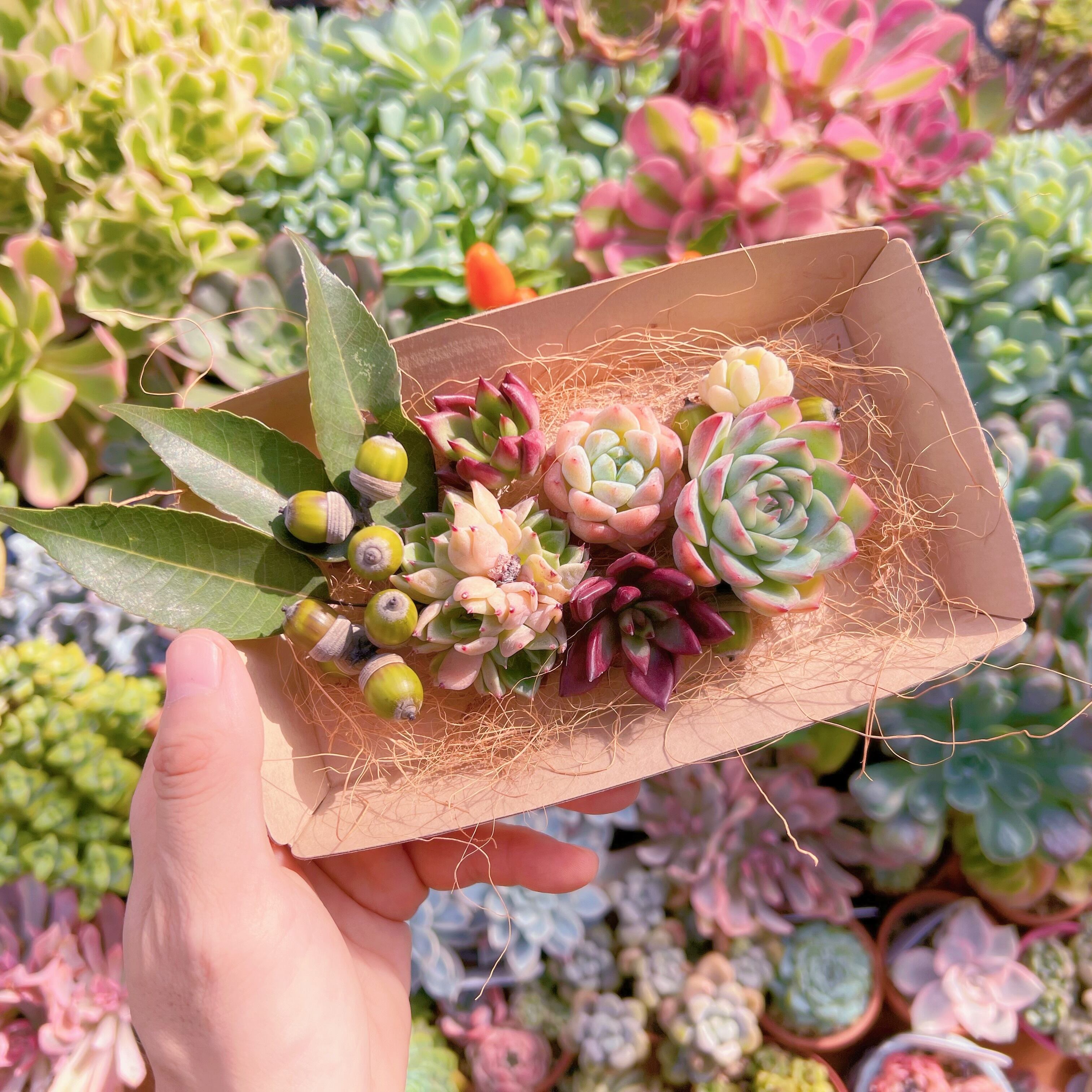 現物　多肉お弁当#610   るる農園