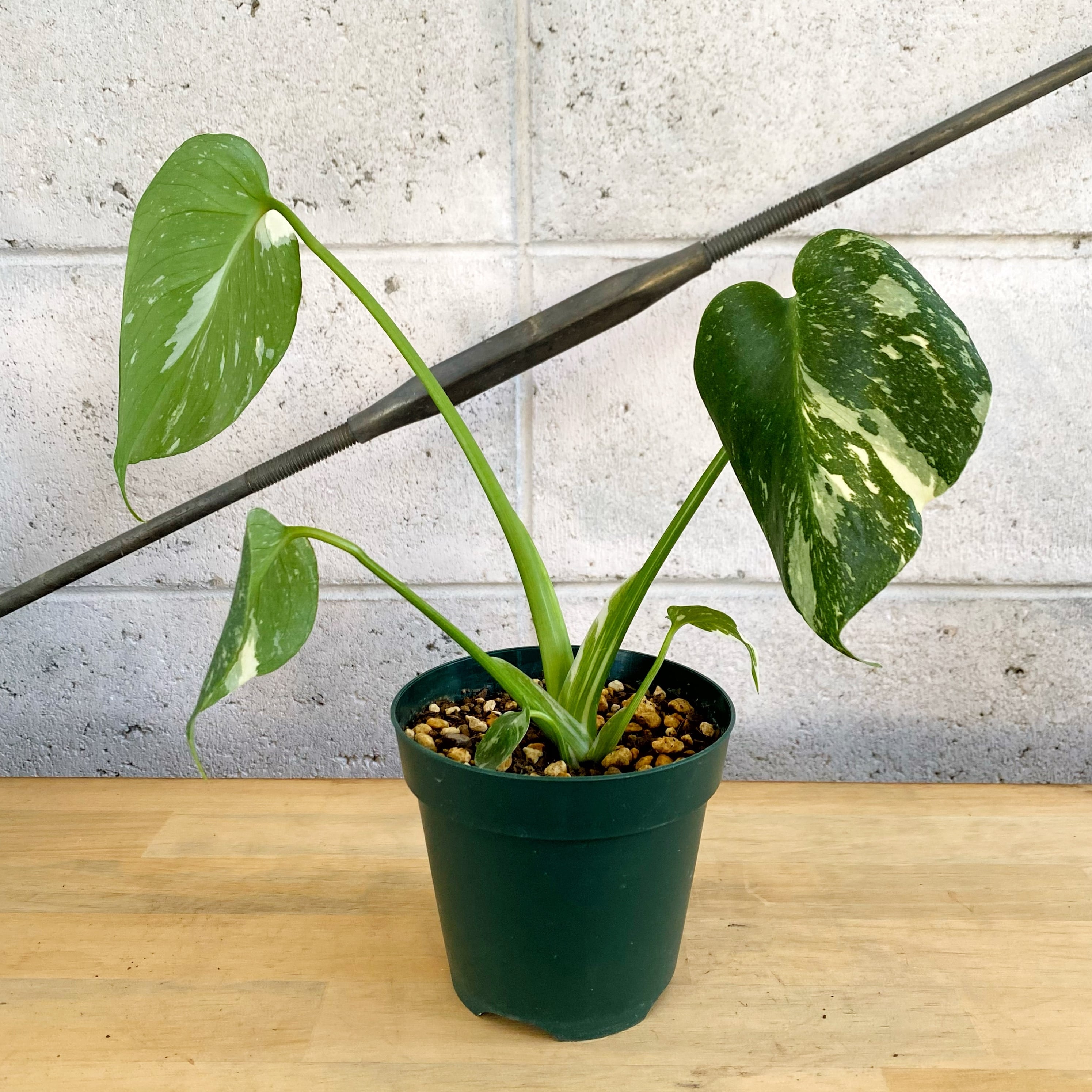 超希少斑入り 本物 モンステラ デリシオーサ プラチナ ミント スパー  