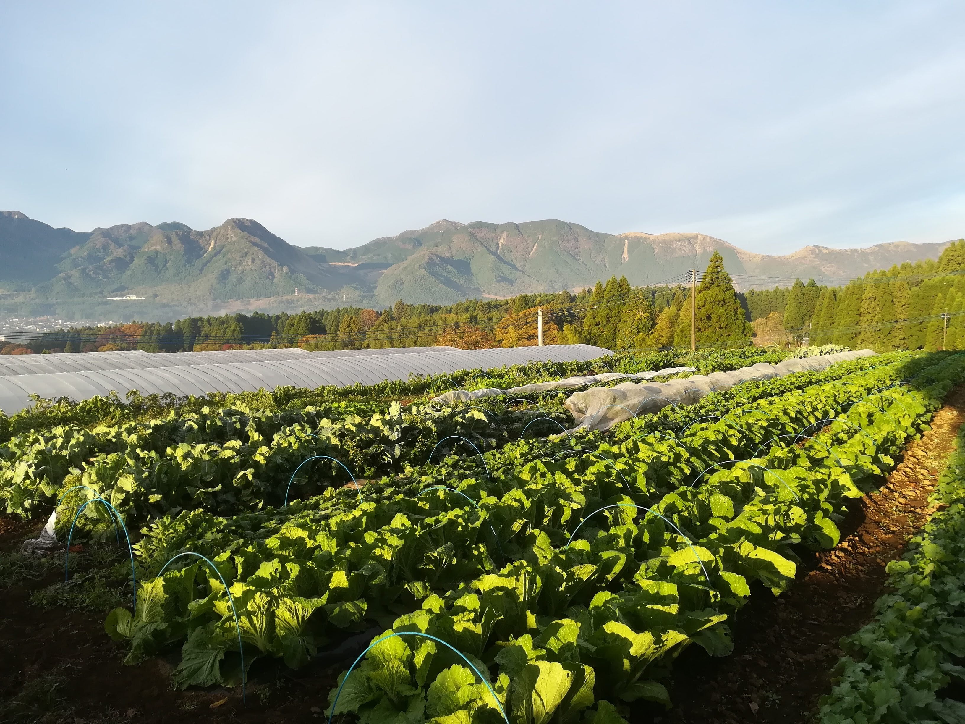 毎月定期便】 卵20ケ＋旬の野菜ミニセット（5-6種類程度） | 椛島農園