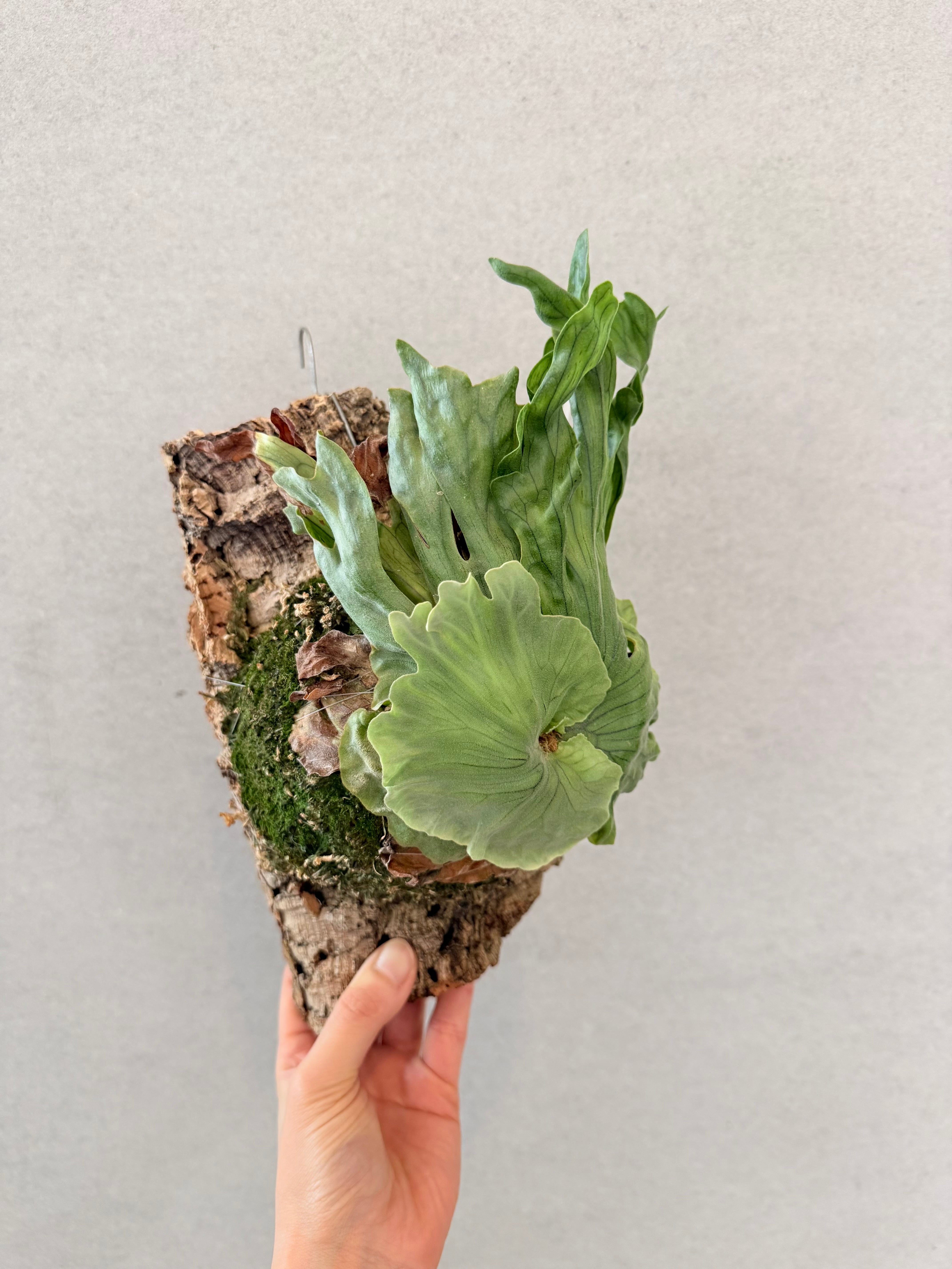 a) P. wandae dwarf (TC) ビカクシダ ワンダエ ドワーフ | vandaka plants