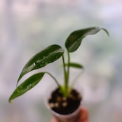 モンステラ バールマルクスフレーム / Monstera 'Burle Marx's Flame⑦