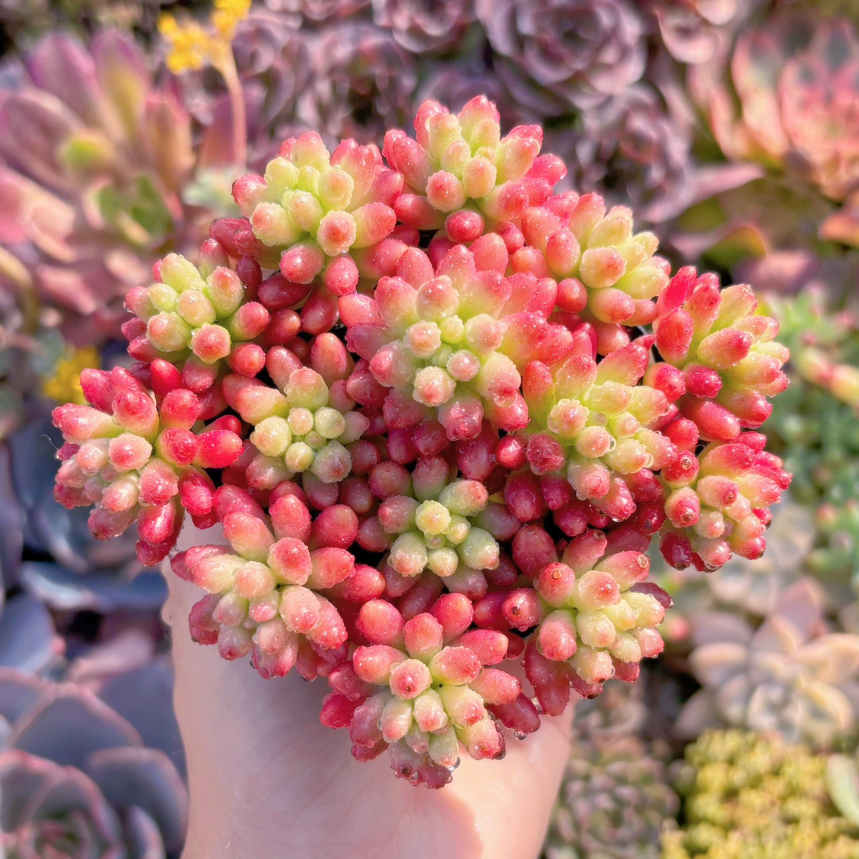 現品　紅の玉錦#M188　新入荷　るる農園