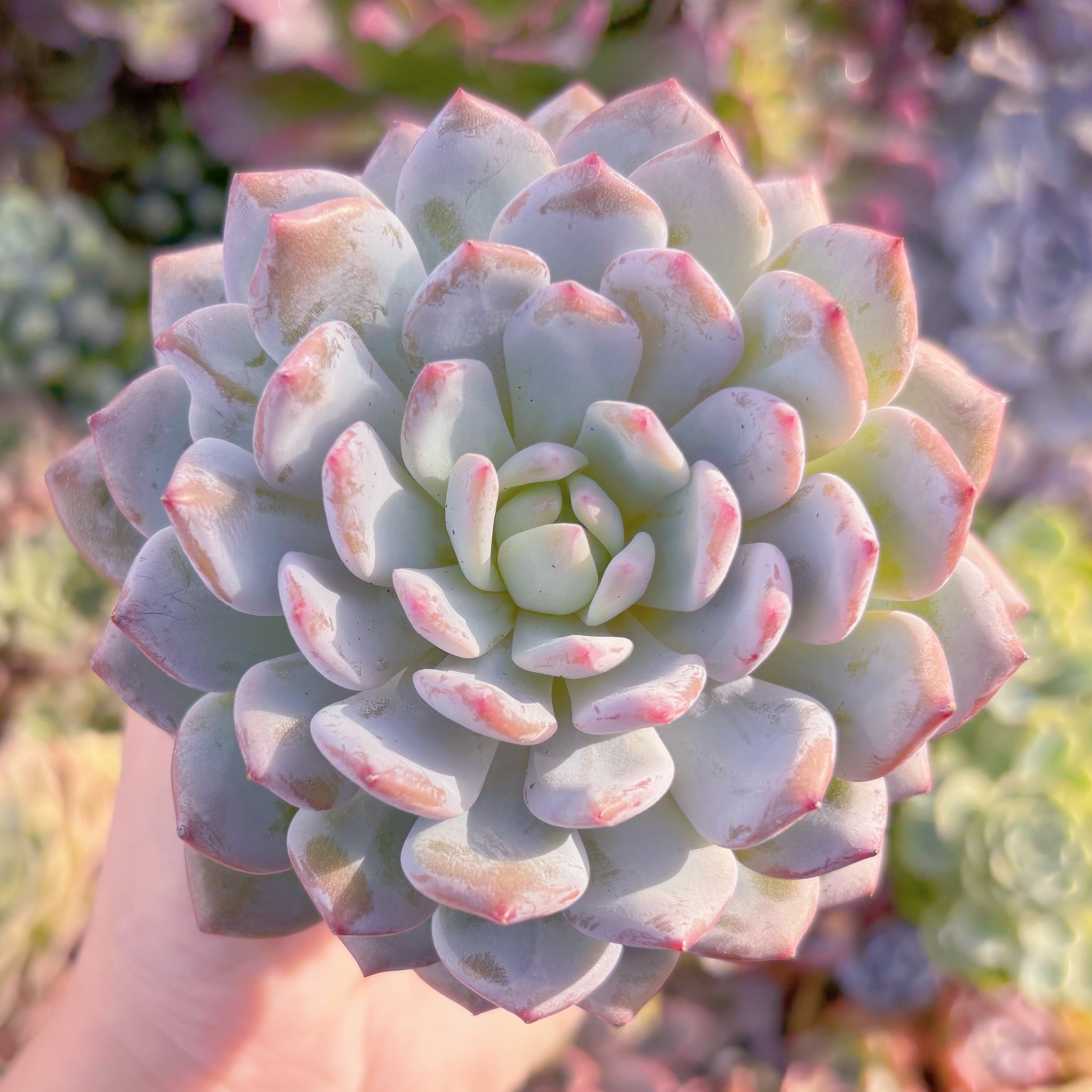 多肉植物　玉芙蓉　大苗　新入荷　るる農園