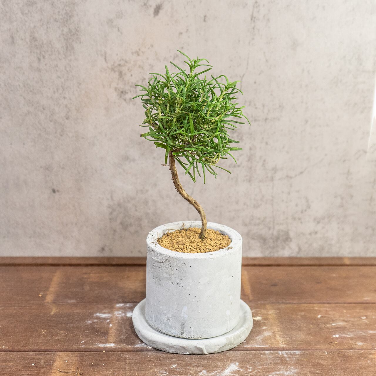 ローズマリー|可愛い丸形フォルムのミニ盆栽スタイル × 爽やかな香りのハーブ【虫発生抑制/手作りモルタル鉢】