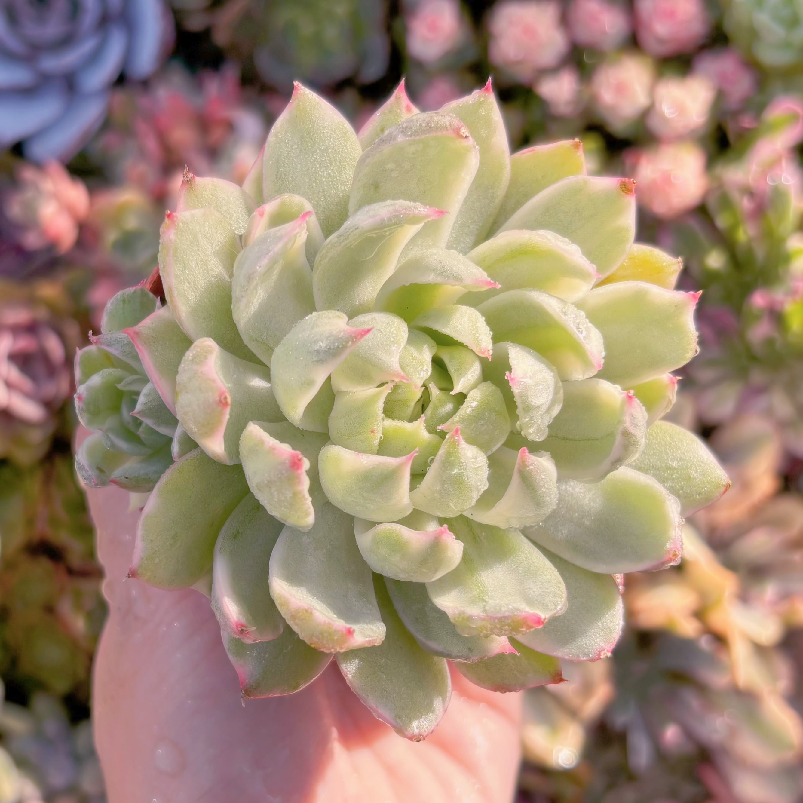 現品　雪白マリア錦#K044　るる農園