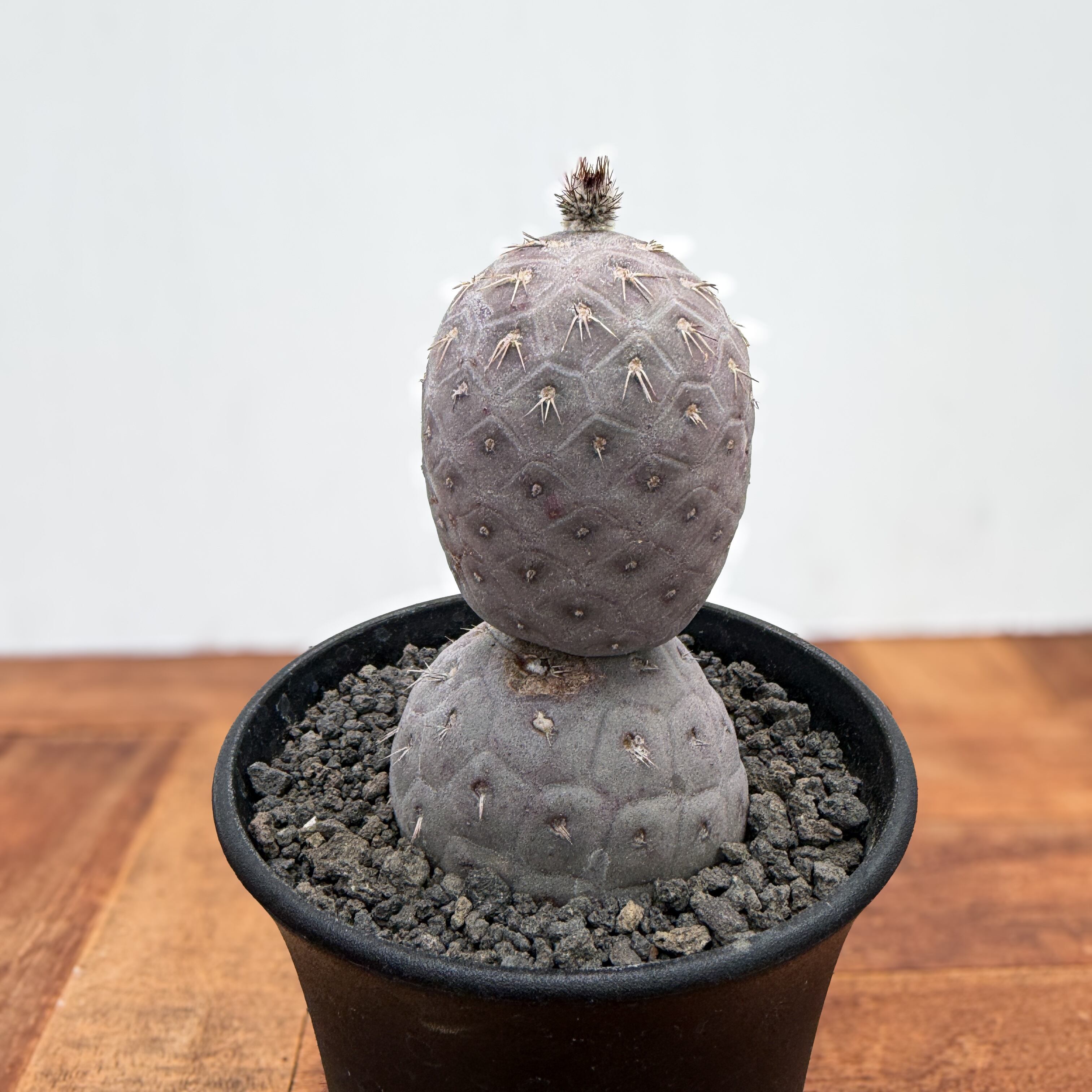 Tephrocactus geometricus【テフロカクタス・ゲオメトリクス