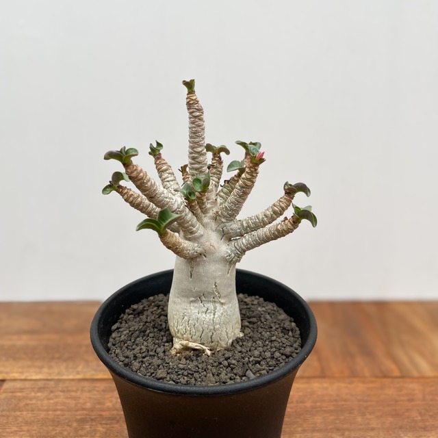 Adenium arabicum curly【アデニウム・獅子葉アラビカム】