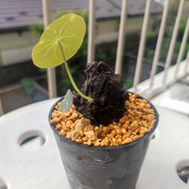 Stephania kaweesakii /ステファニア・カウィーサキ⑥