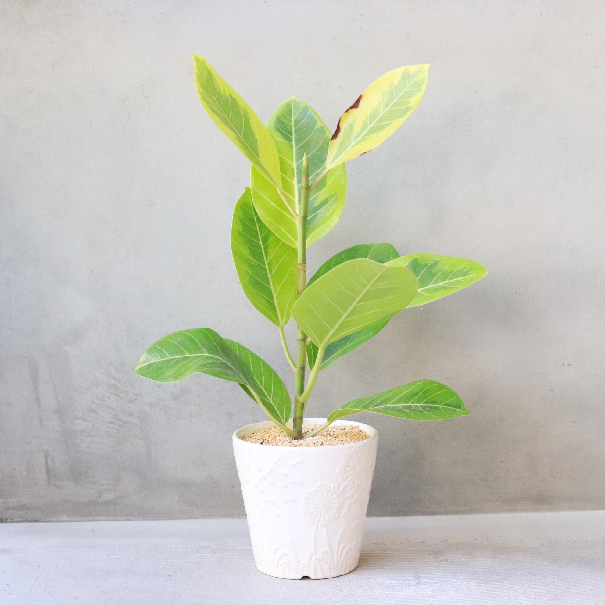 多肉植物 アエオニウム 孔雀白錦 美苗 #孔3 | Pay ID