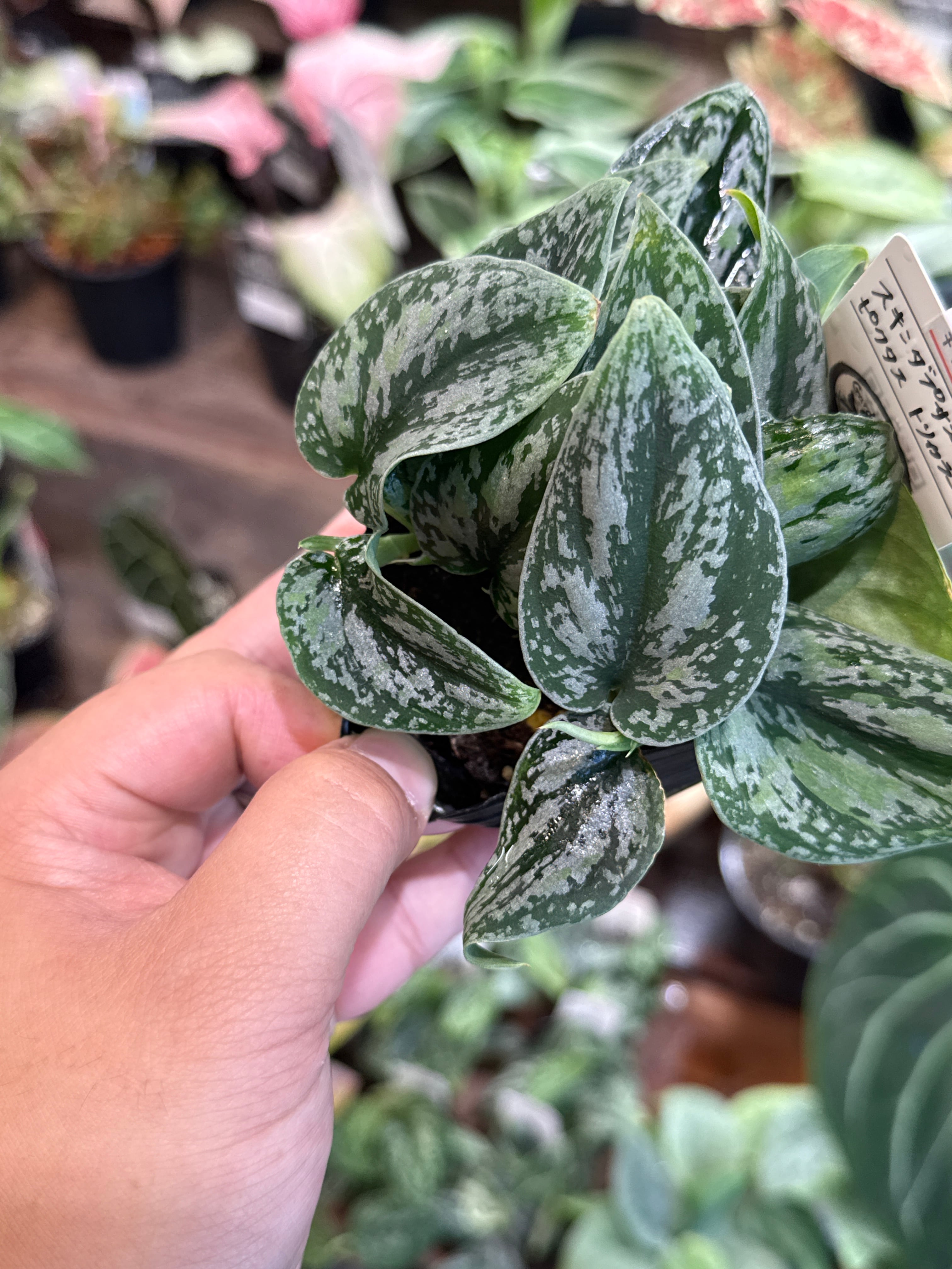 スキンダプサス ピクタス トリカラー | Gardenえん 【観葉熱帯植物】