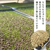 お米 定期便｜きぬむすめ 玄米5kg｜農家直送 山口県｜送料無料（一部地域を除く）