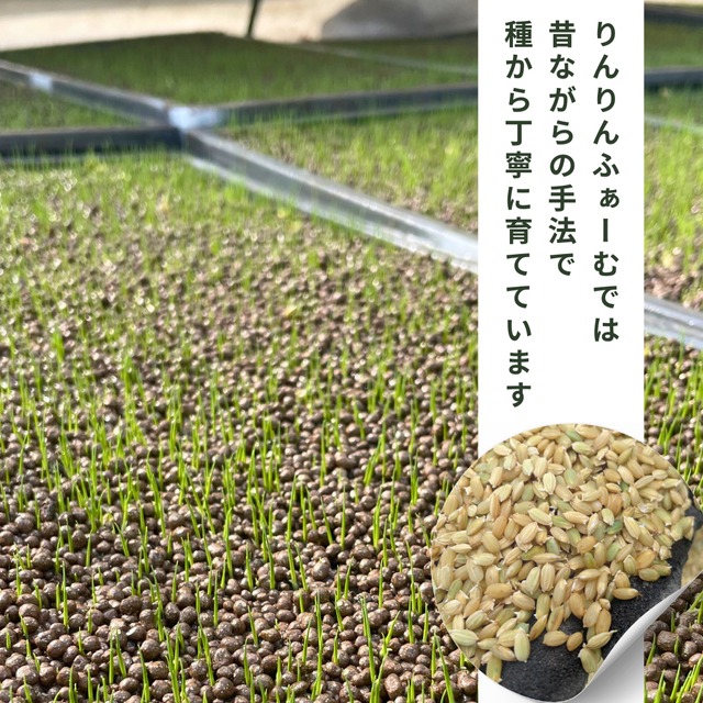 お米 定期便｜きぬむすめ 玄米5kg｜農家直送 山口県｜送料無料（一部地域を除く）