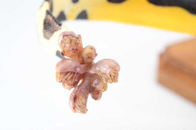 セグロウミヘビ(塗装済み完成品) いきもの工房とと BASE SHOP