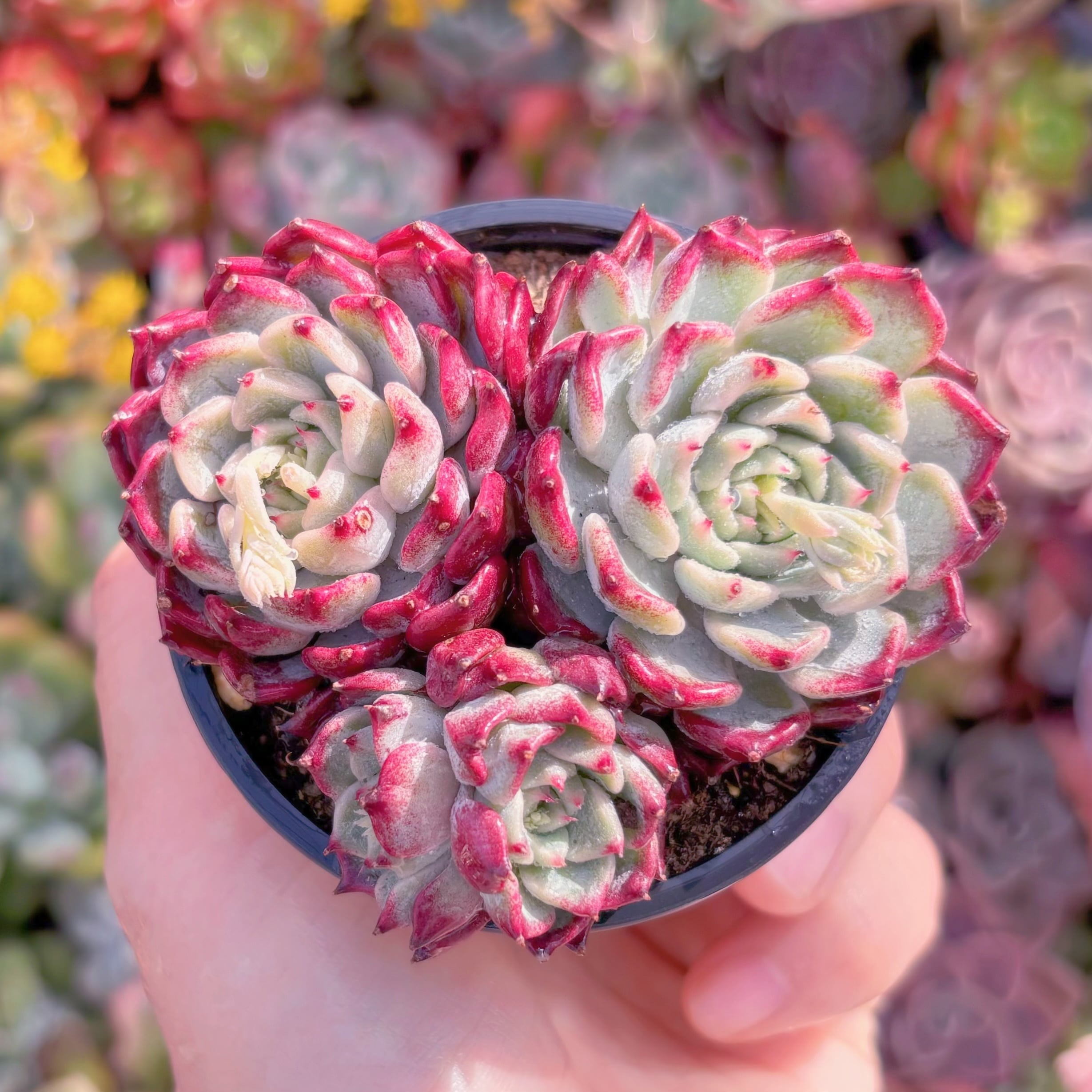 現品　沙羅姫牡丹#F043　新入荷　るる農園