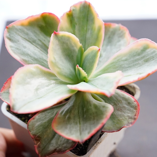 抜き苗 トルネード Echeveria 'Tornado'