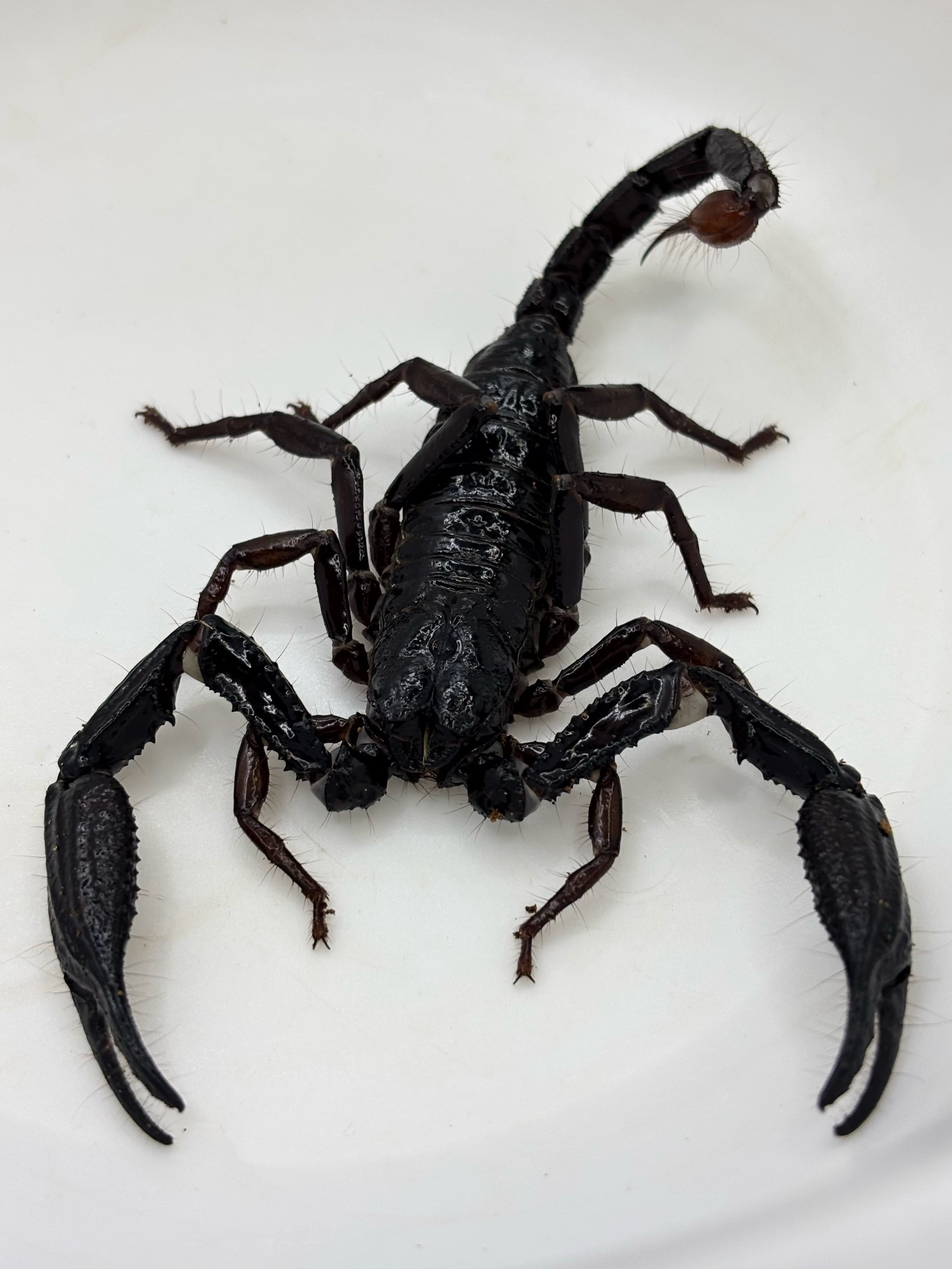 ロングクロースコーピオン♂⑤ 1匹 | まるころ商店〜まるくてころころ