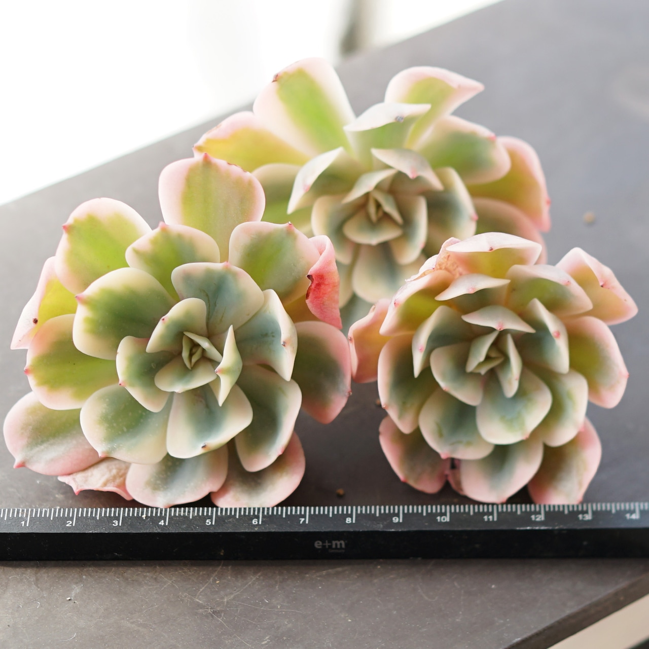 カット苗 インブリカータ錦 Echeveria 'Imbricata Variegated'