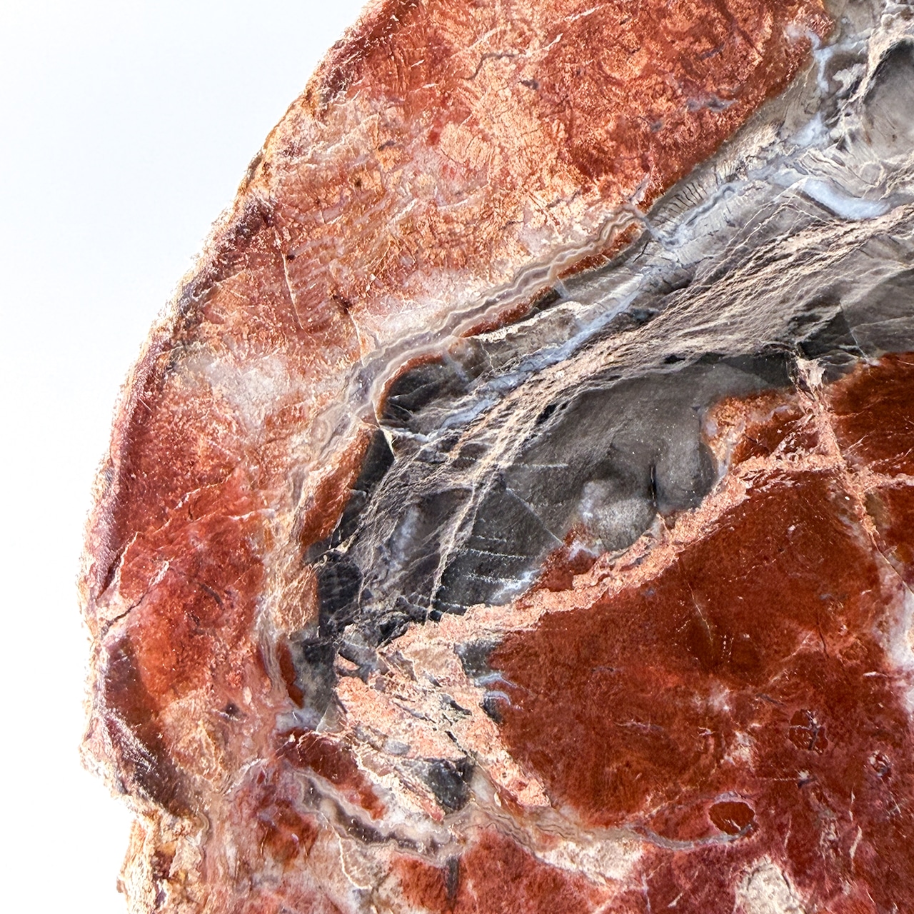 ペトリファイドウッド（珪化木）スラブ ＊ Petrified Wood ＊ 天然石