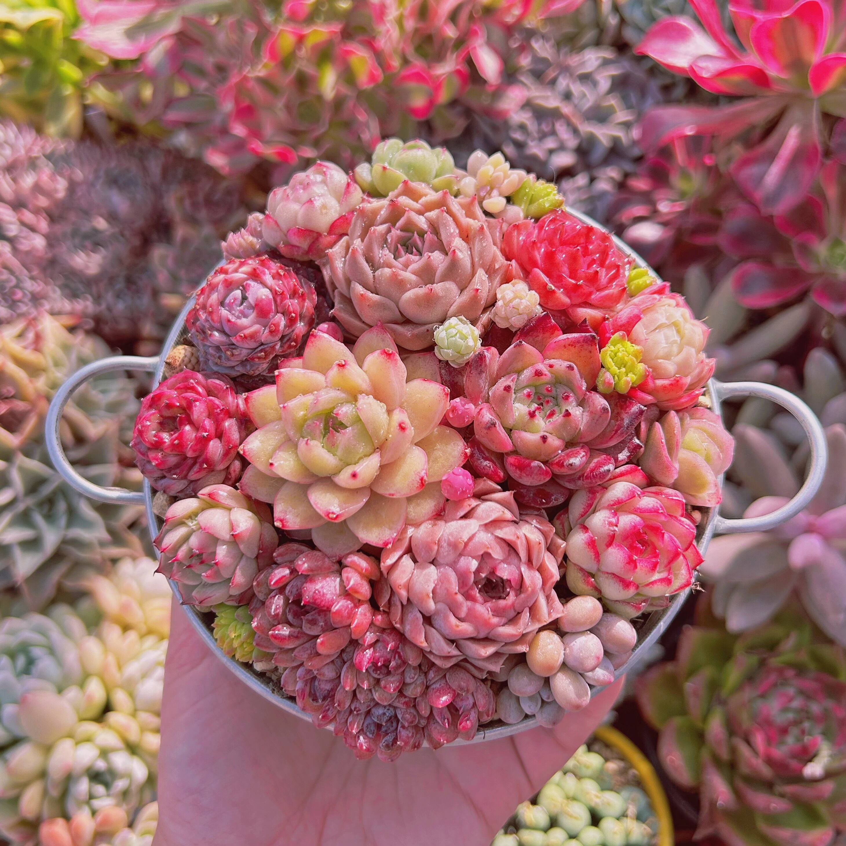 506現物 寄せ植えセット | るる農園~多肉植物専門