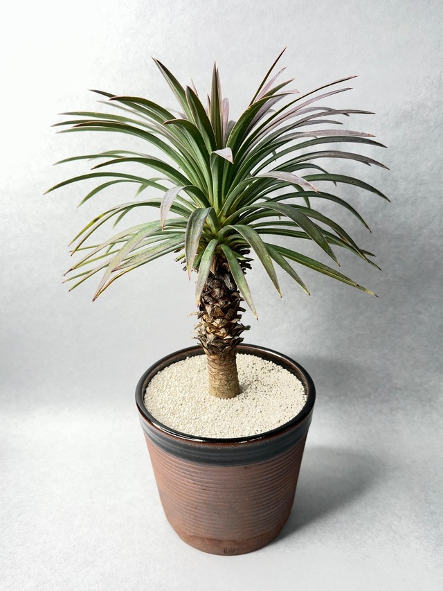 ユッカ・ディスメティアーナ