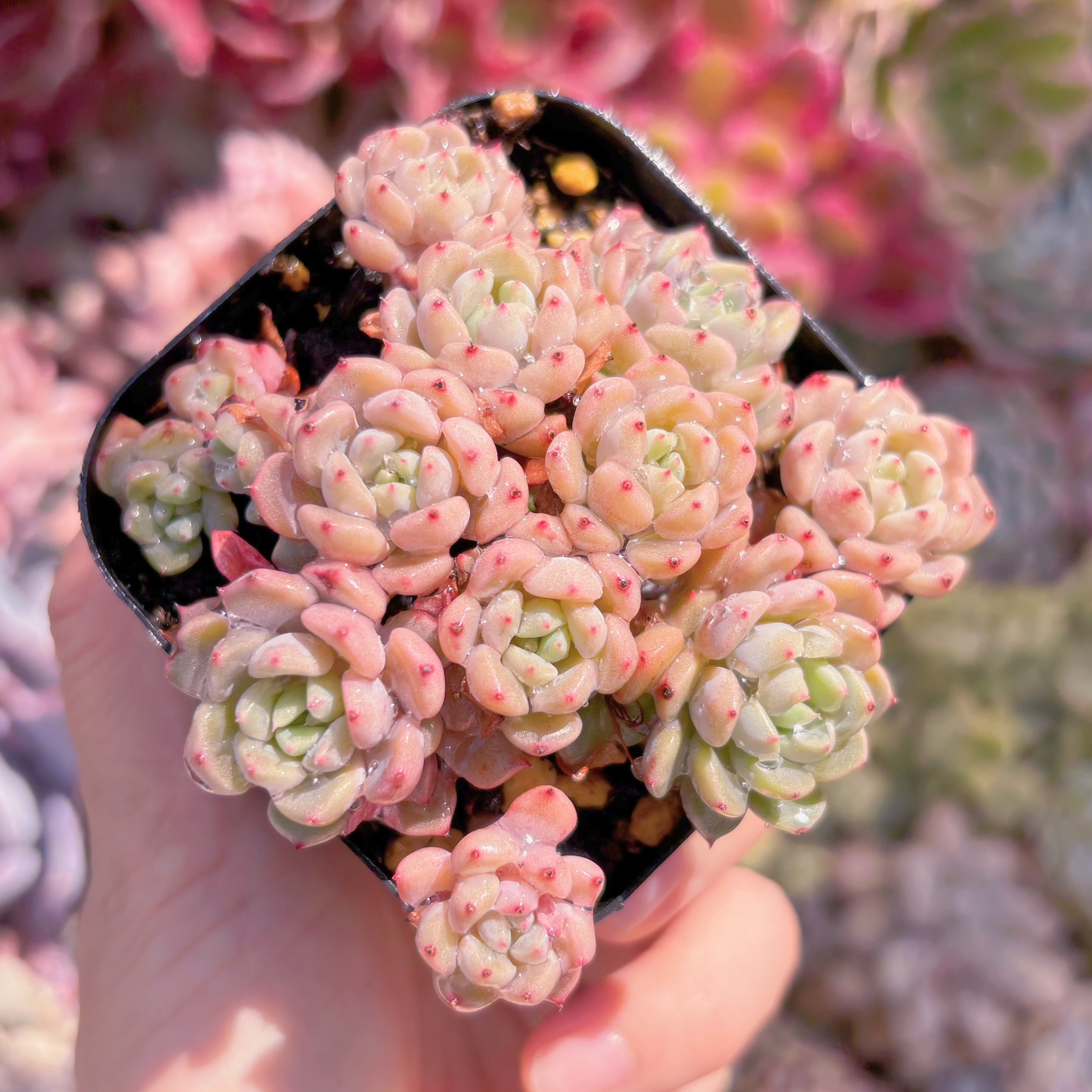 現品　ピンクバブル#1146　るる農園