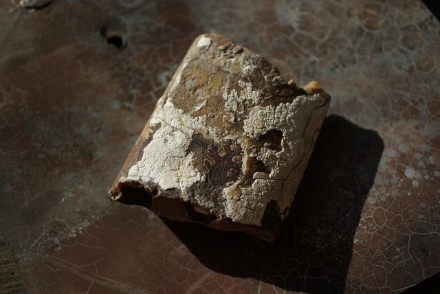 サウスダコタ州産バキュリテス化石 Baculites sp. 1524