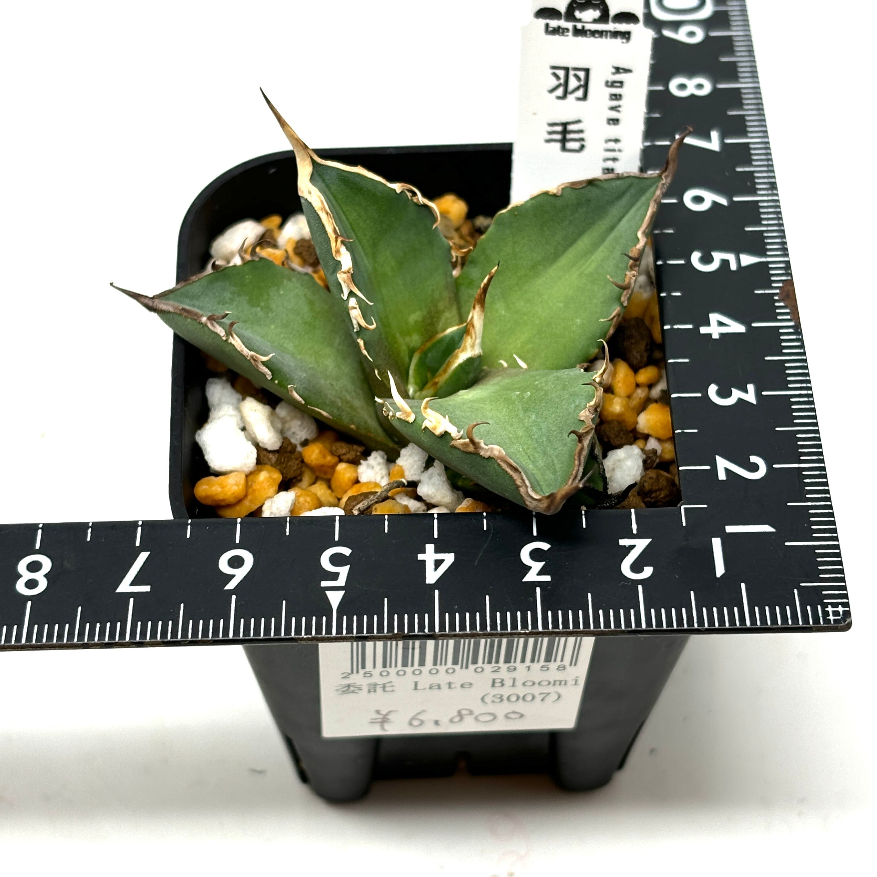 アガベ チタノタ 羽毛【527】 | PROTOLEAF プロトリーフ 