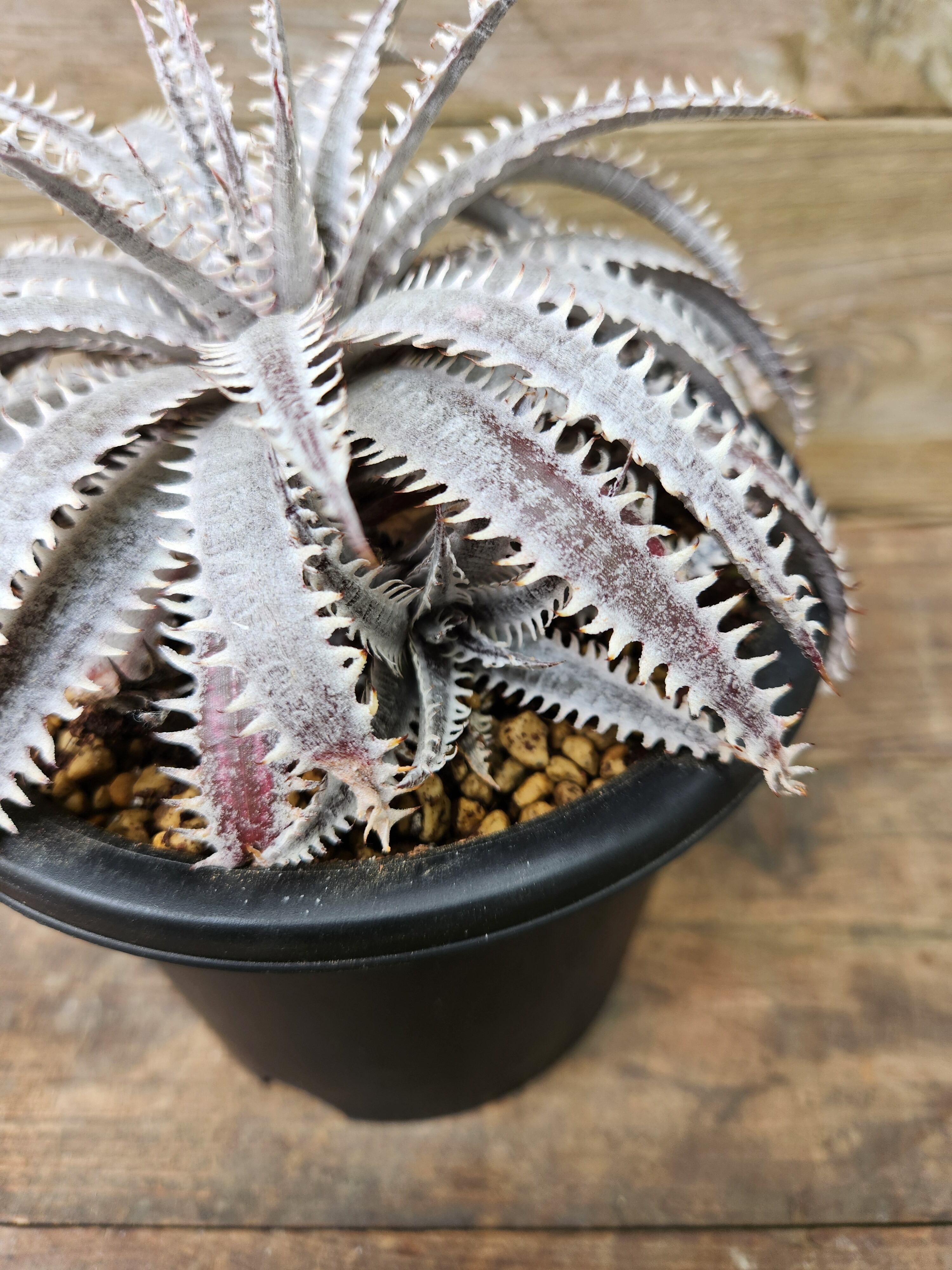Dyckia・PRS×(Silver Star Hybrid×Red Ripper)hybrid Dyckia・PRS×(Silver Star Hybrid×Red Ripper)hybrid