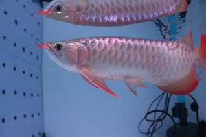 紅龍No.6170（スーパーレッド）☆トップクオリティ☆  ±30㎝