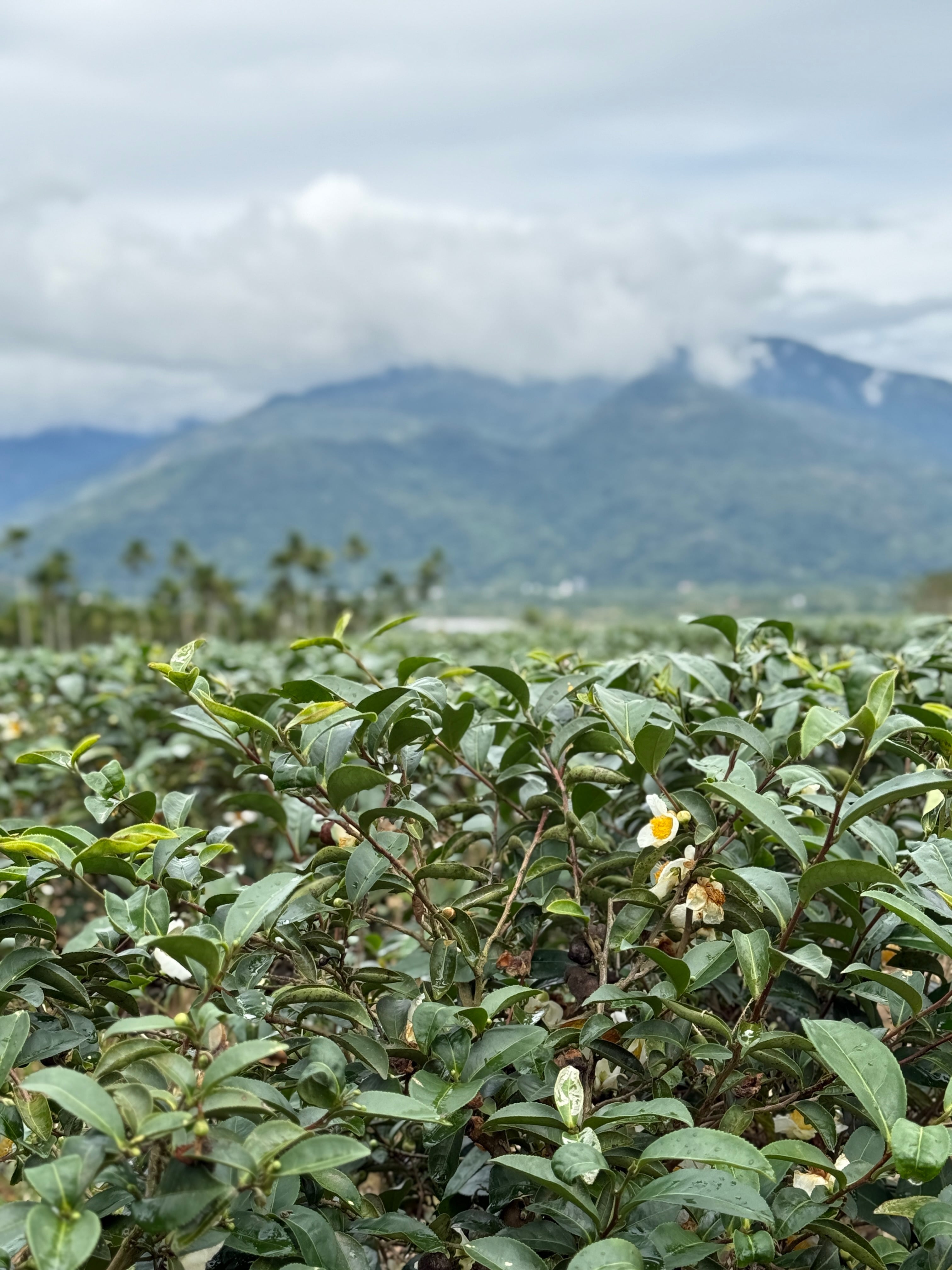 蜜香紅茶（みっこうこうちゃ） | 台湾茶専門オンラインショップ