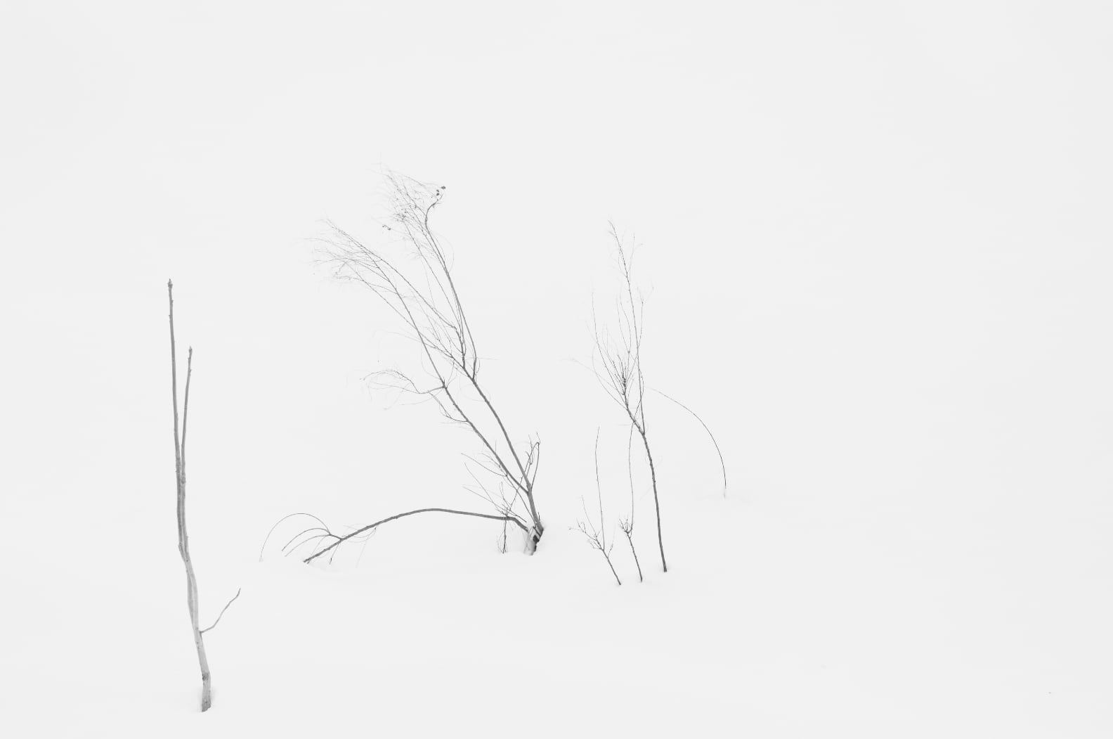 Tetsuya Morimoto Dry Tree #1(black wooden frame 61cm×91cm付き)