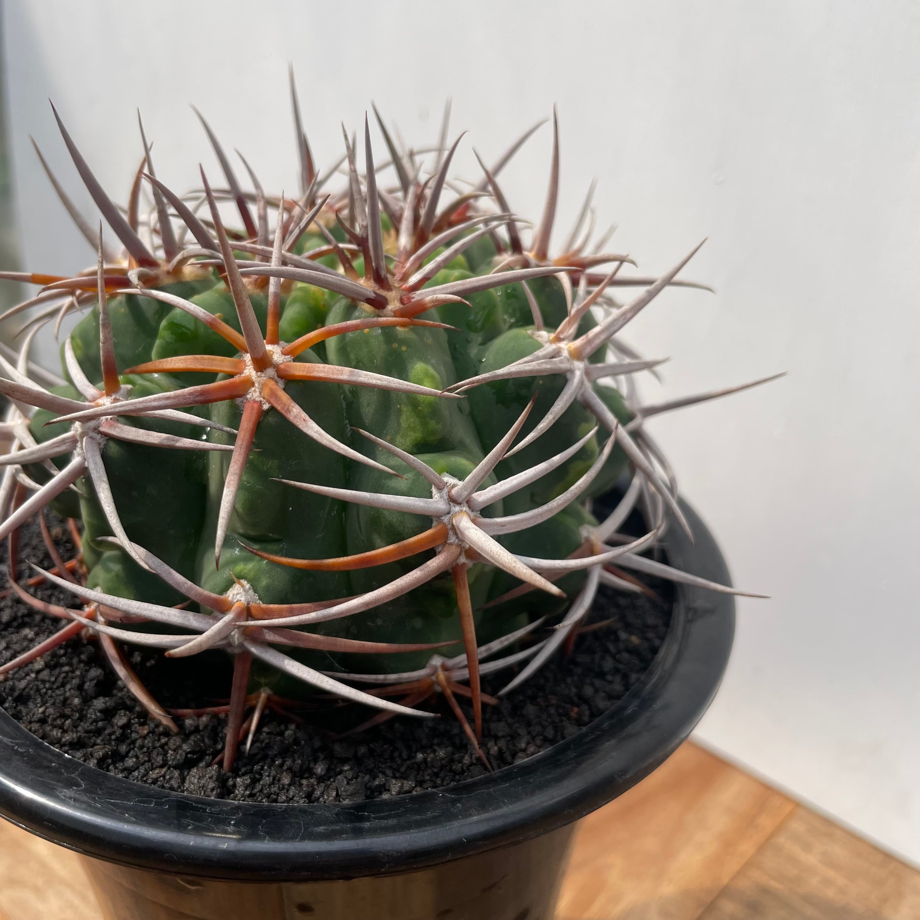 Gymnocalycium hybopleurum v. ferocior【ギムノカリキウム