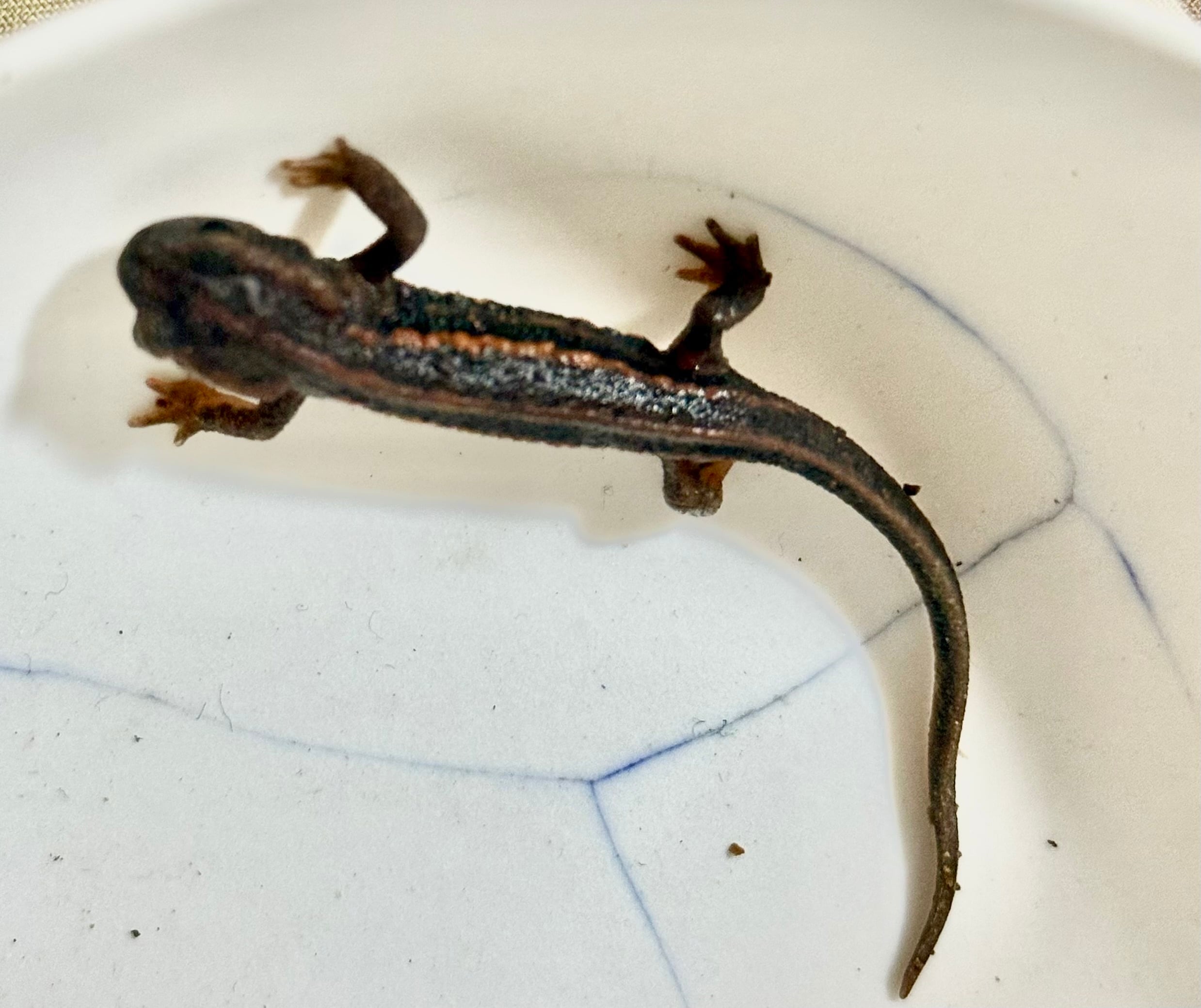 オキナワシリケンイモリCB Sサイズ5匹\u203b配合飼料食べます | 日本改良 5