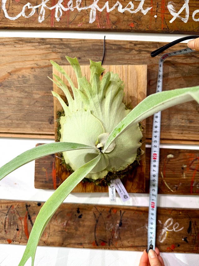 【ビカクシダ】ウルバリン！大人気植物！久々の登場です！写真の現物配送です）