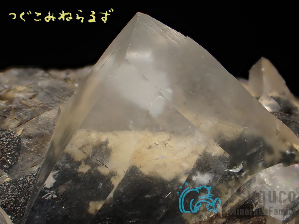 22.現品 カットアエオニウム「天台」傷・葉焼け有り レア 22