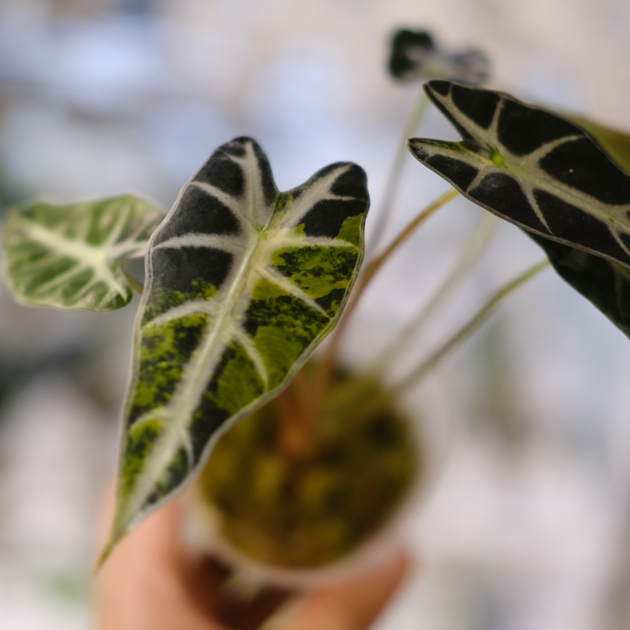 アロカシア バンビーノ イエロー / Alocasia bambino variegated 'Yellow'⑮ / 観葉植物