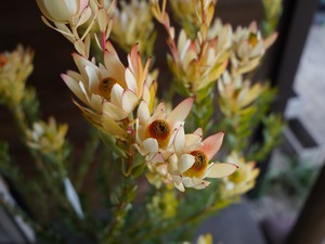 【現物】リューカデンドロン　”summer frame”　大株