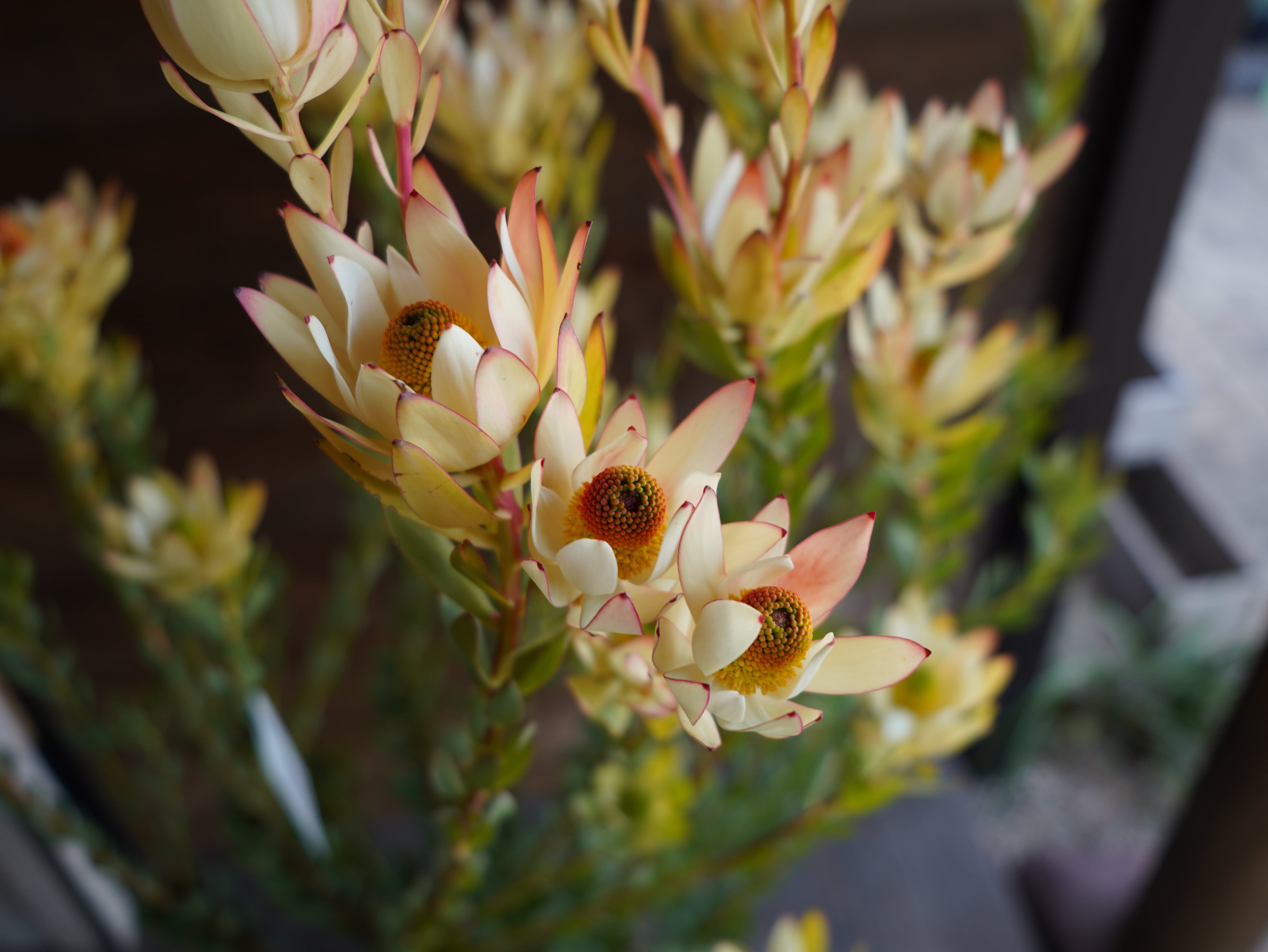 【現物】リューカデンドロン　”summer frame”　大株