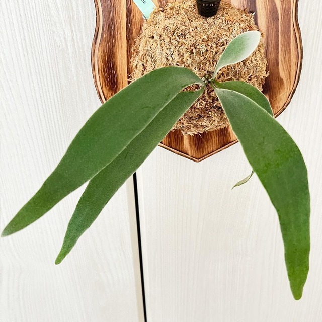 ビカクシダ ベイチー 板付 【観葉植物 壁掛け コウモリラン】