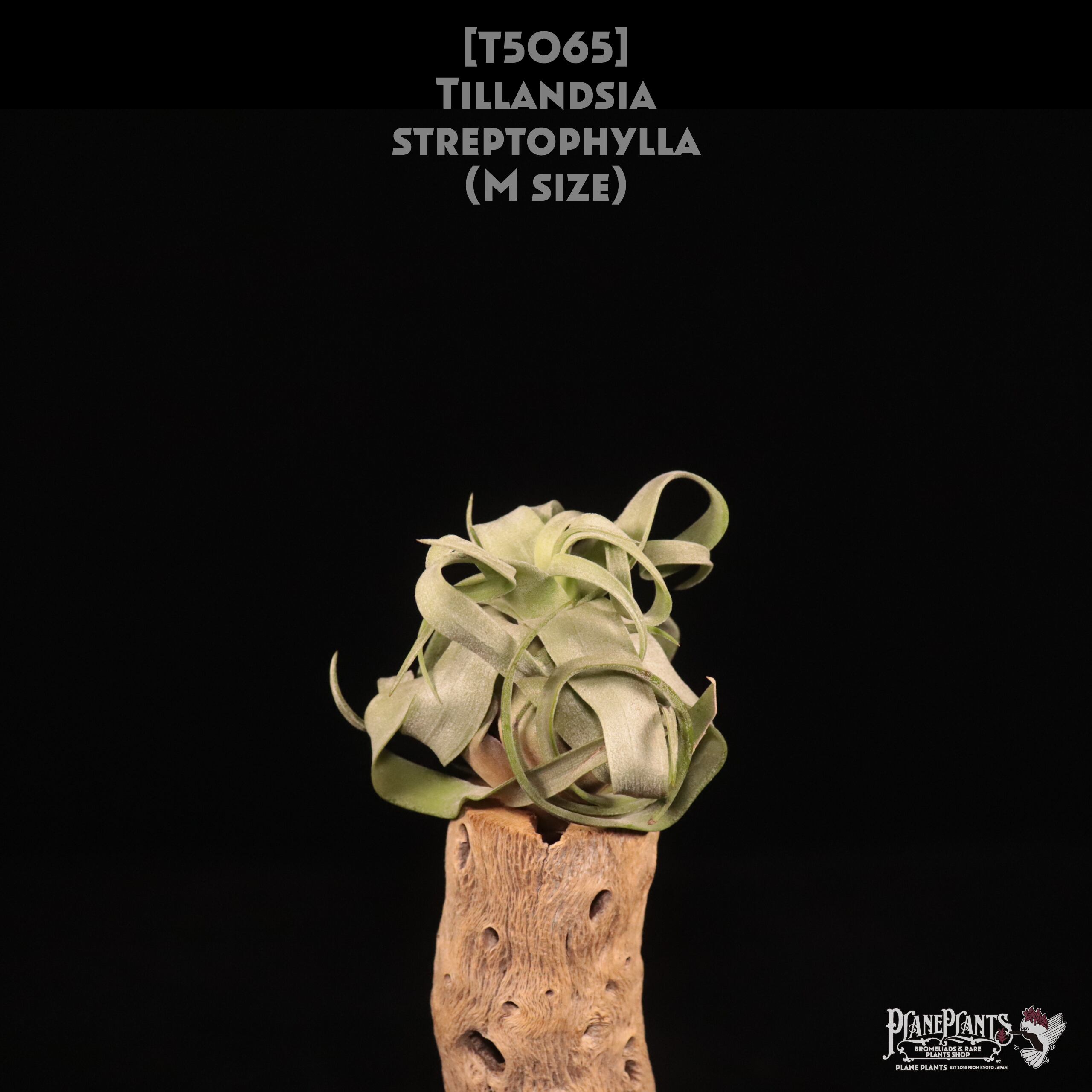 【送料無料】streptophylla M〔エアプランツ〕現品発送T5065