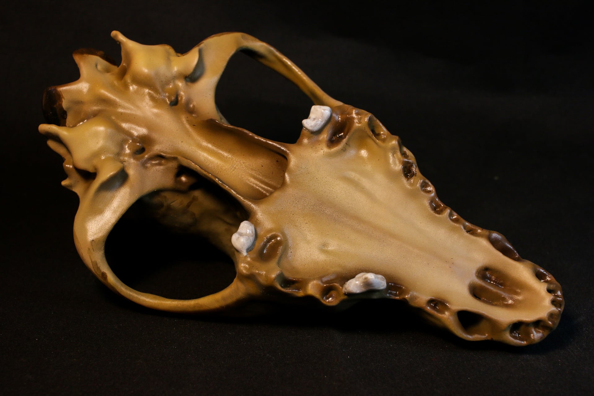 大淀町ニホンオオカミ 原寸大頭骨レプリカ | アンフィ合同会社