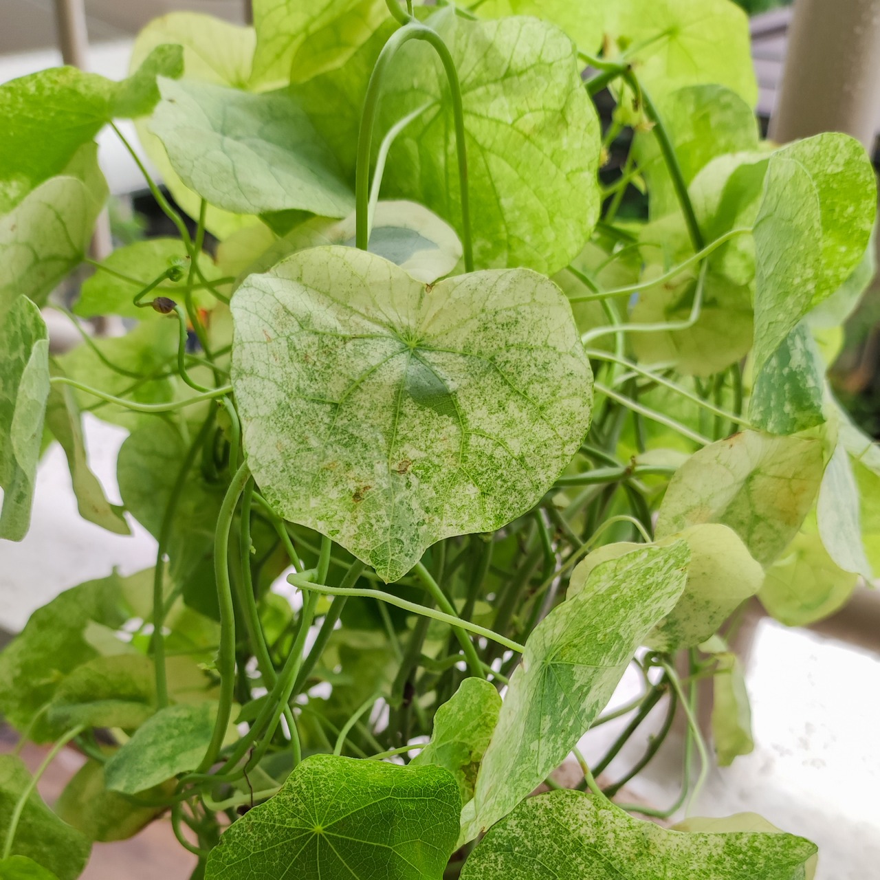 【特大・斑入り】ステファニア スベローサ/Stephania suberosa