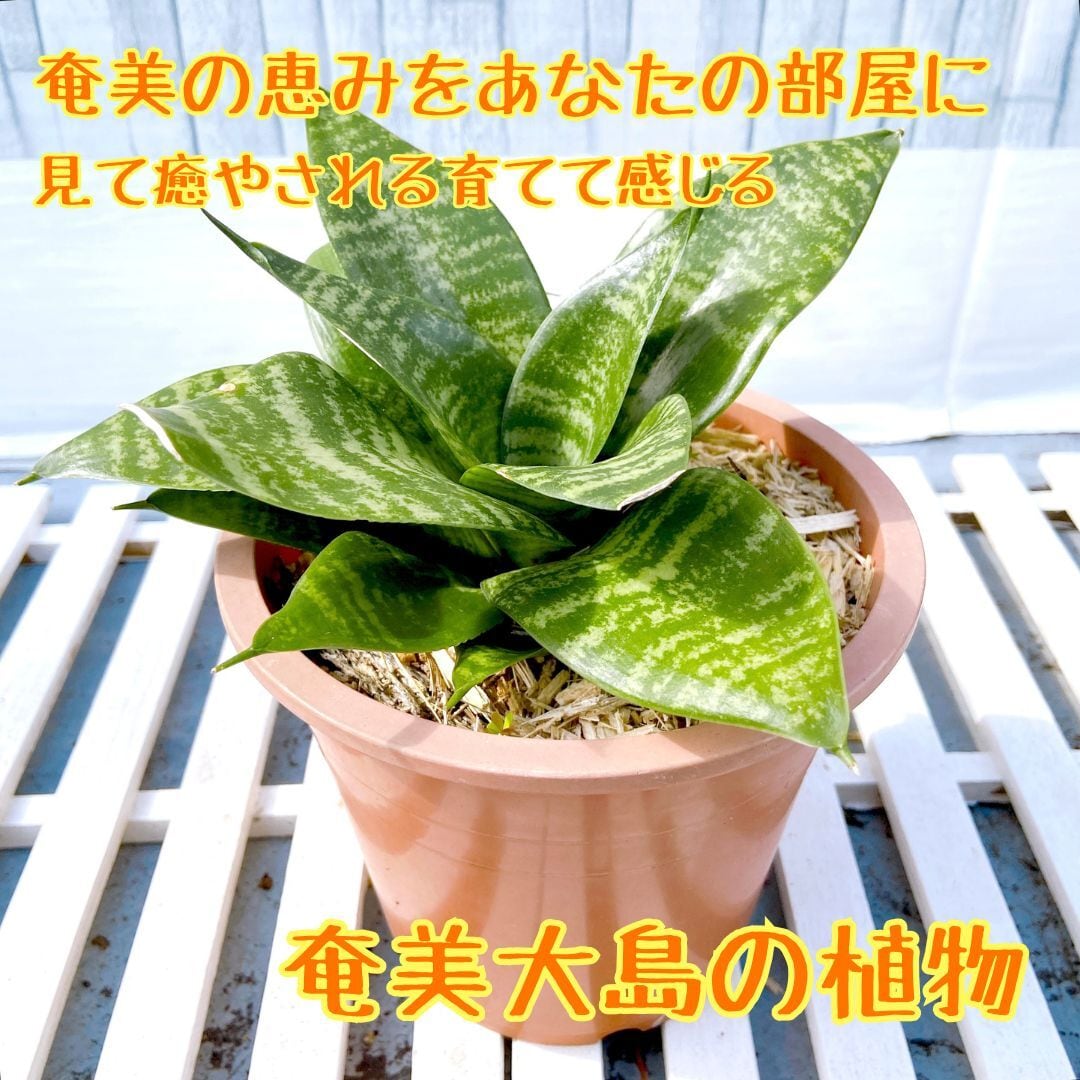 サンスベリア・ハニー 5号鉢付き】 多肉植物のような肉厚で斑模様の葉