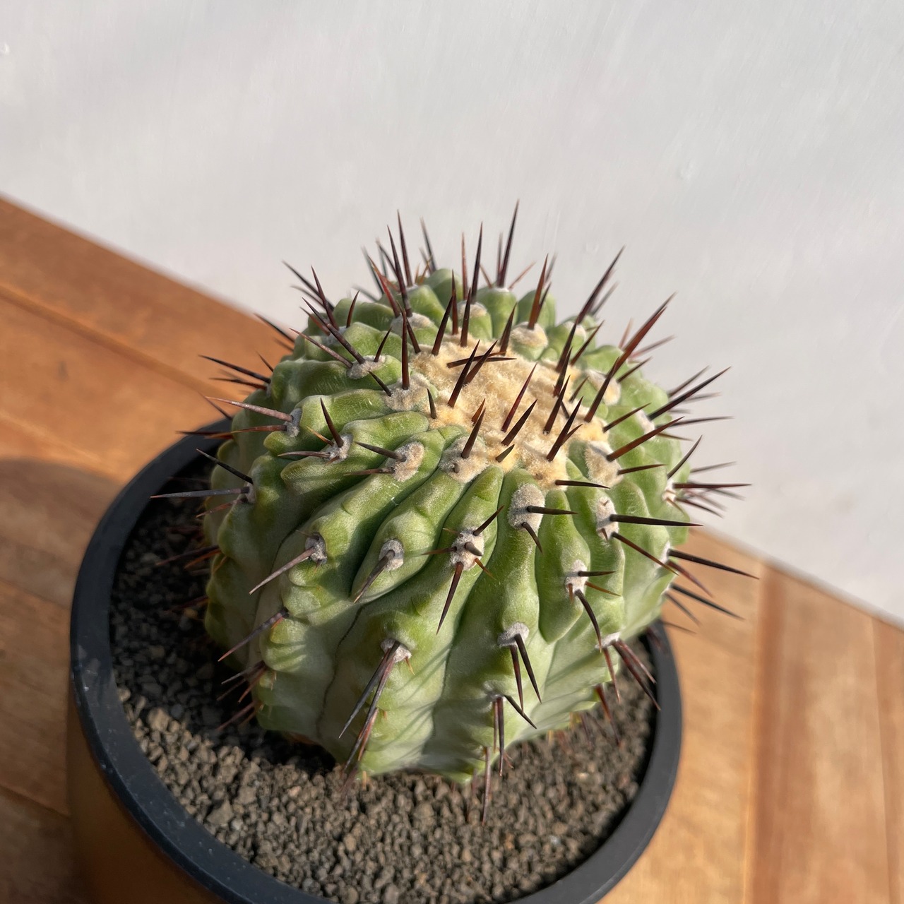 Copiapoa cinerea var. columna-alba【コピアポア・孤竜丸】